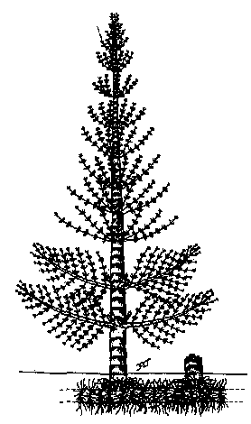 Reconstrucción de Calamithes