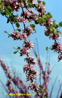 Flores de Cercis siliquastrum