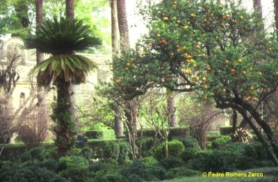 Cycas en el Jardín de las Damas