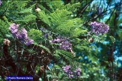 Jacarandá