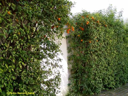 Naranjos en espaldera