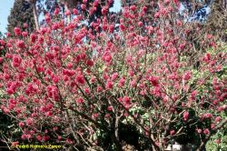 melocotonero de flor rosa