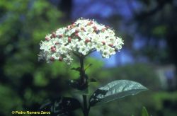 Flores del durillo